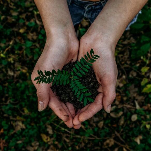 Two hands holding a seedling over the ground